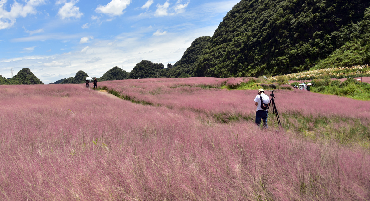 贵州长顺：粉黛花海惹人醉