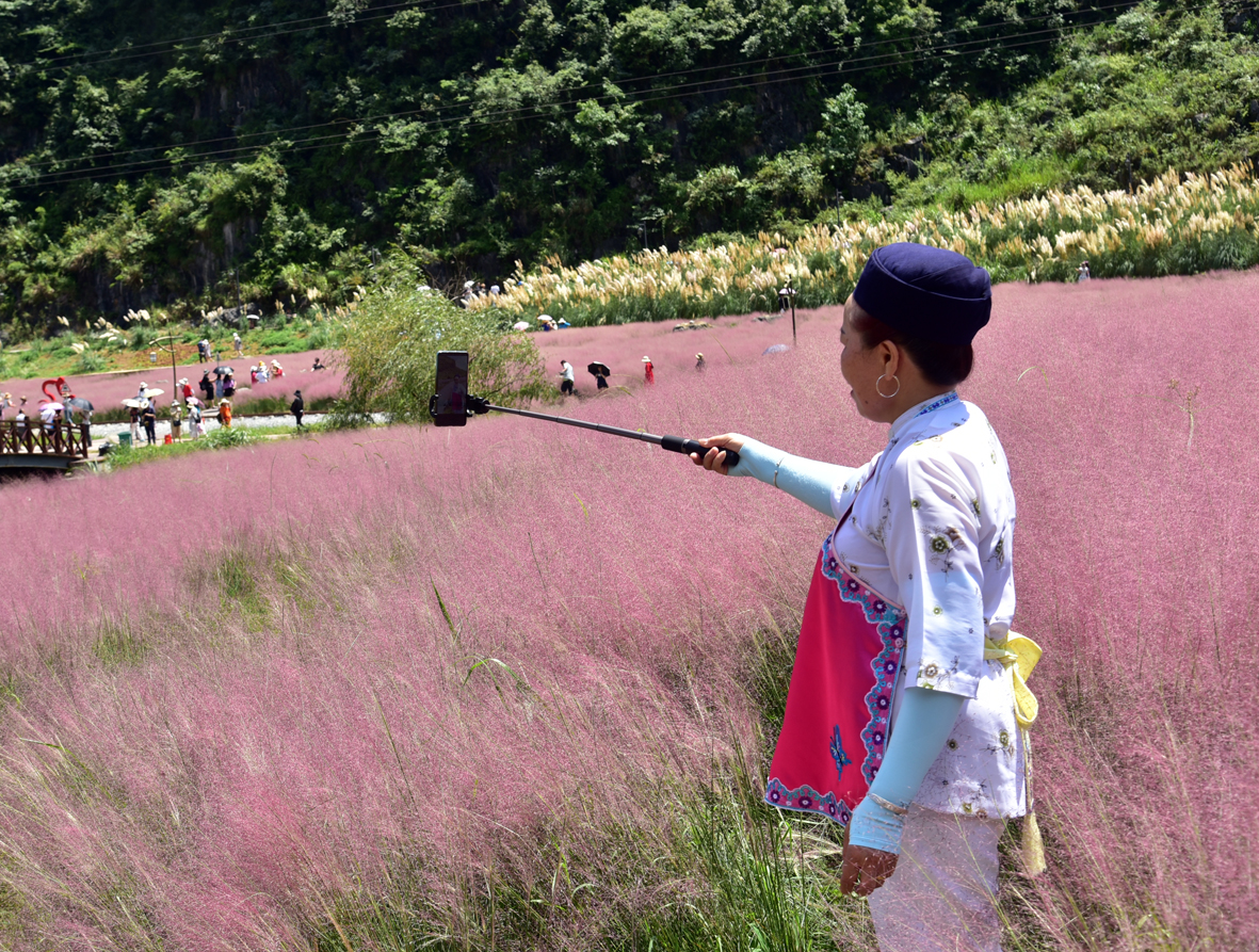 贵州长顺：粉黛花海惹人醉