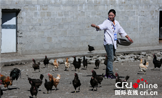 图片默认标题_fororder_更章村的藏鸡场（摄影：李晋）_副本_副本