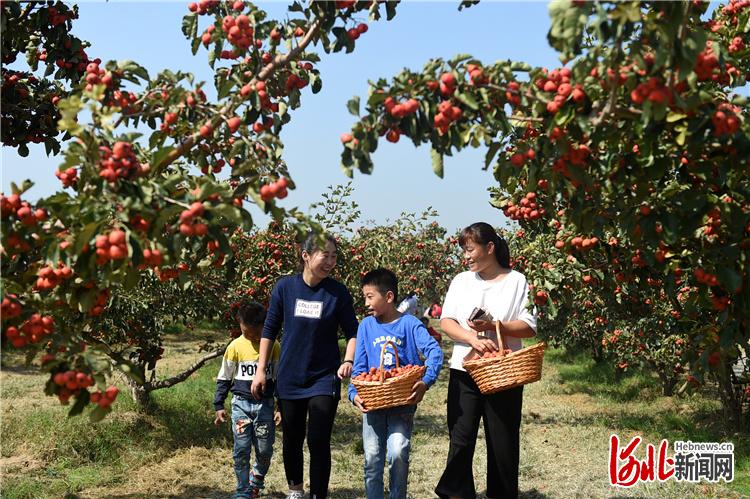 凝心聚力奔小康｜清河：“羊绒之都”冲刺巅峰