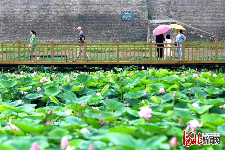 凝心聚力奔小康｜清河：“羊绒之都”冲刺巅峰