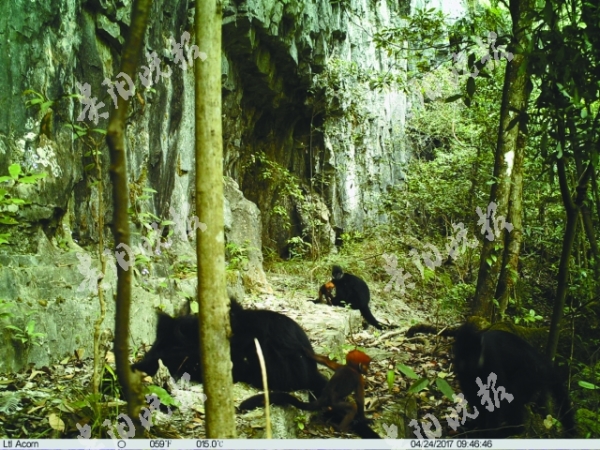 （大生态）黑叶猴数量 20年来翻一番