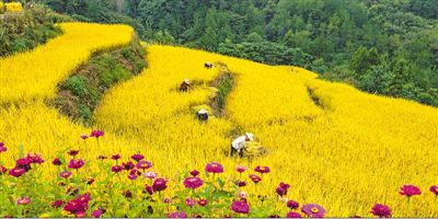 高山水稻收获时