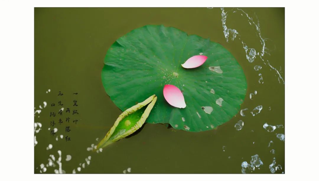 镜 · photo | 也说爱莲