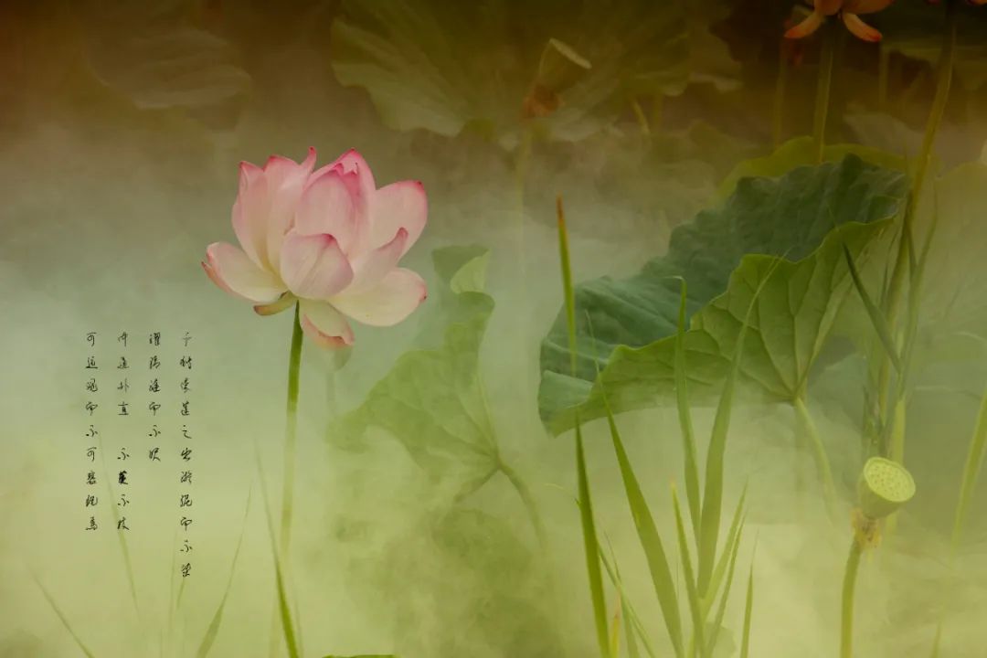 镜 · photo | 也说爱莲