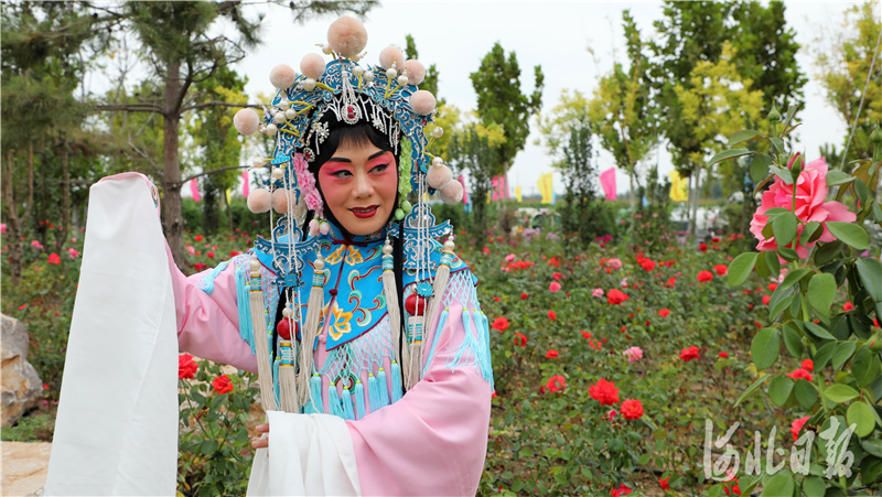 河北肃宁：月季花开迎客来