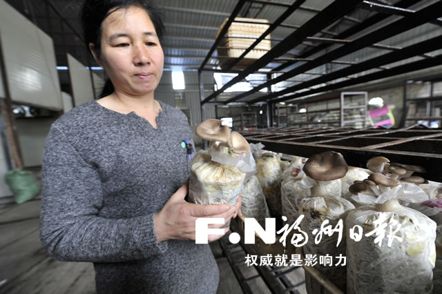 小菌菇撑起大产业 福州全方位打造现代农业食用菌全产业链