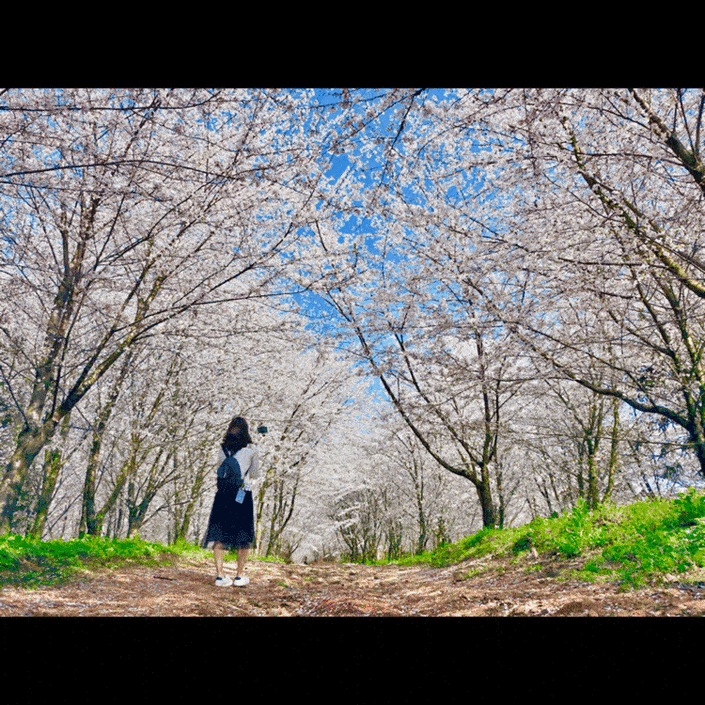 （旅游）准备去贵安新区看樱花？这里有份攻略送给你
