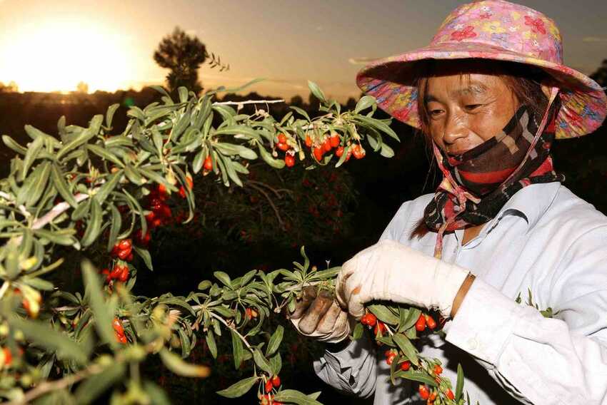 消费扶贫月首个消费扶贫周启动：浙江青海两地干部组团拼多多直播柴达木特产