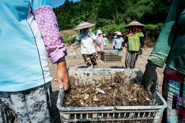 贵州天柱：打造药材种植加工链 带动群众就业增收
