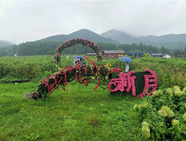 带来了金，送来了银！这里的村民靠种花致了富_fororder_333
