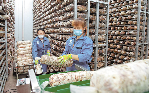 十堰郧阳千亩香菇基地带动易迁户脱贫_fororder_02