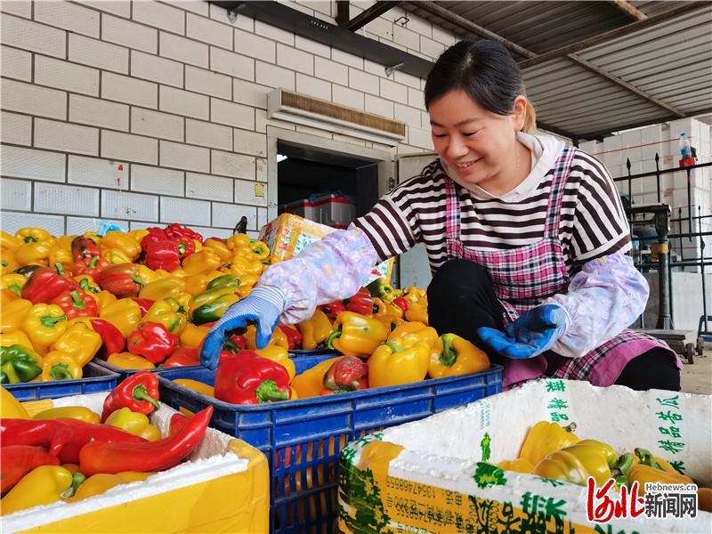 走向我们的小康生活｜河北崇礼：种植错季菜 捧上金饭碗