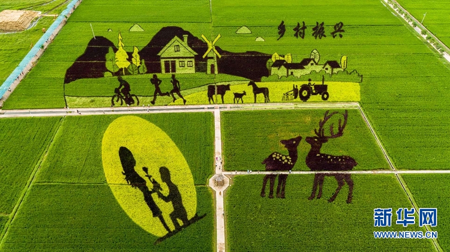 【城市远洋】河南确山：稻花香里看画展