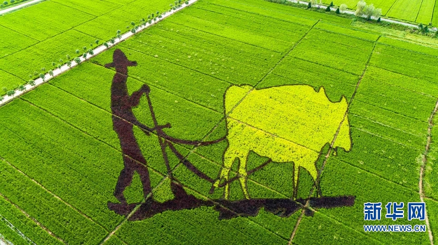 【城市远洋】河南确山：稻花香里看画展