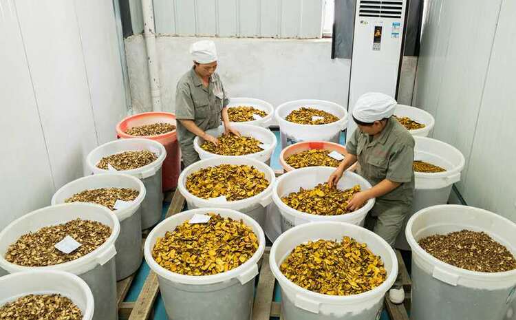 贵州天柱：打造药材种植加工链 带动群众就业增收