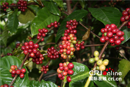 （走向我们的小康生活）苦咖啡里的甜秘密_fororder_1