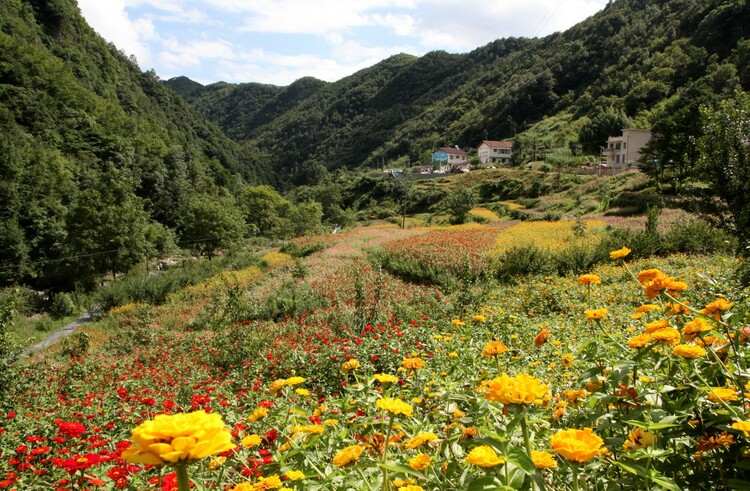 从贫困村到整村脱贫 鲁家坝村是怎么做到的？