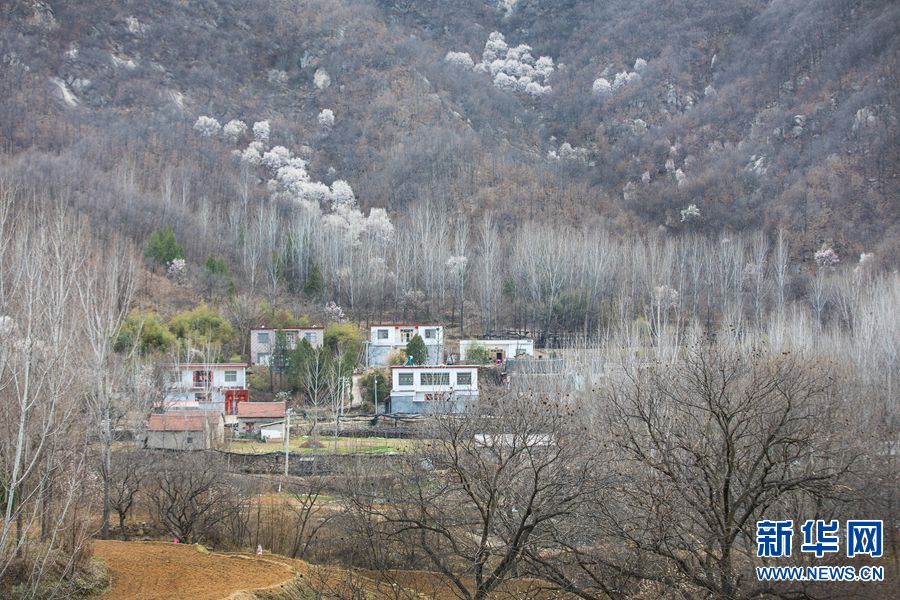 【焦点图-大图】【移动端-焦点图】【中原名景-图片】河南鲁山：辛夷如雪问春风
