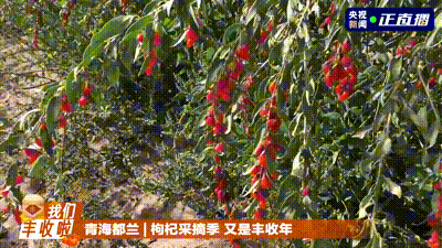 五谷丰登 鱼肥蟹美 我们丰收啦！