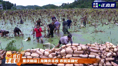 五谷丰登 鱼肥蟹美 我们丰收啦！