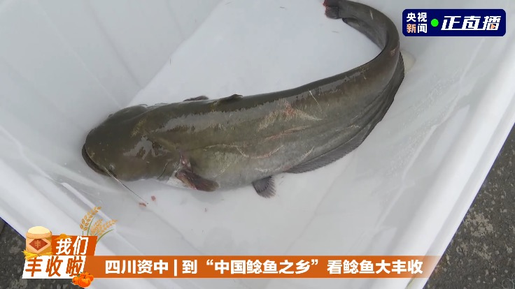 五谷丰登 鱼肥蟹美 我们丰收啦！