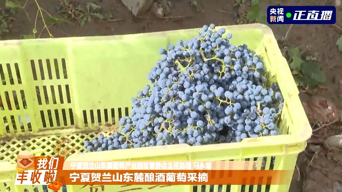 五谷丰登 鱼肥蟹美 我们丰收啦！
