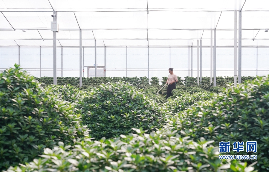 福建漳平：花木产业助农增收