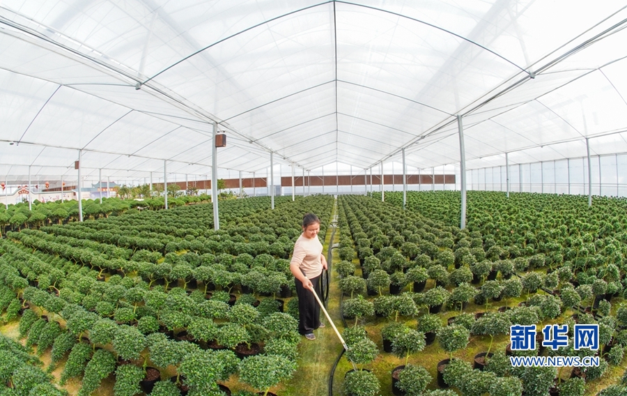 福建漳平：花木产业助农增收