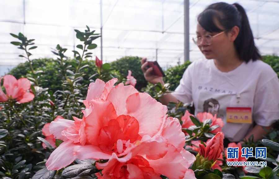 福建漳平：花木产业助农增收