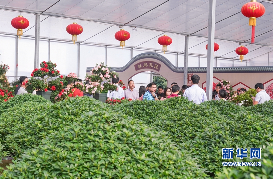福建漳平：花木产业助农增收