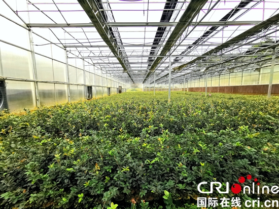 贵州玉屏：茶树不言语  富民亦可期