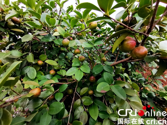 贵州玉屏：茶树不言语  富民亦可期