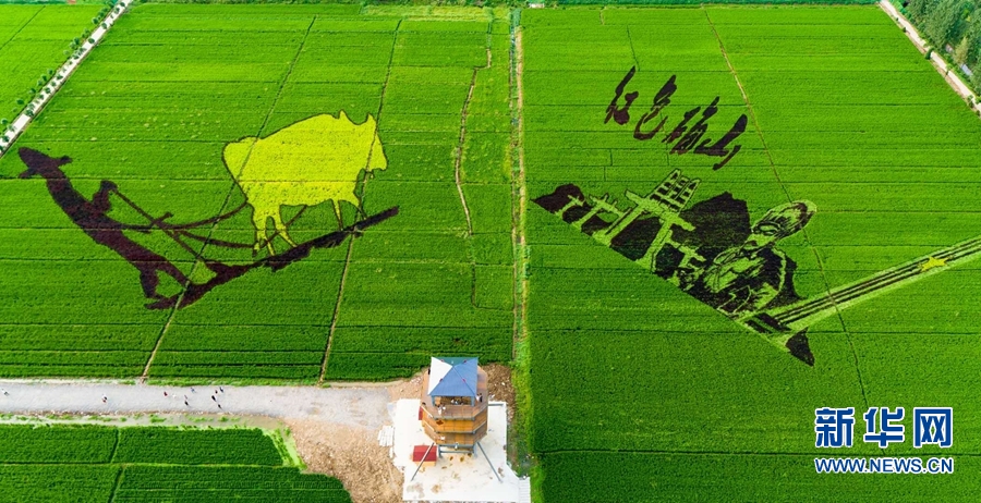 【城市远洋】河南确山：稻花香里看画展