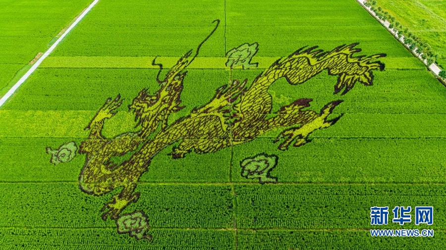 【城市远洋】河南确山：稻花香里看画展