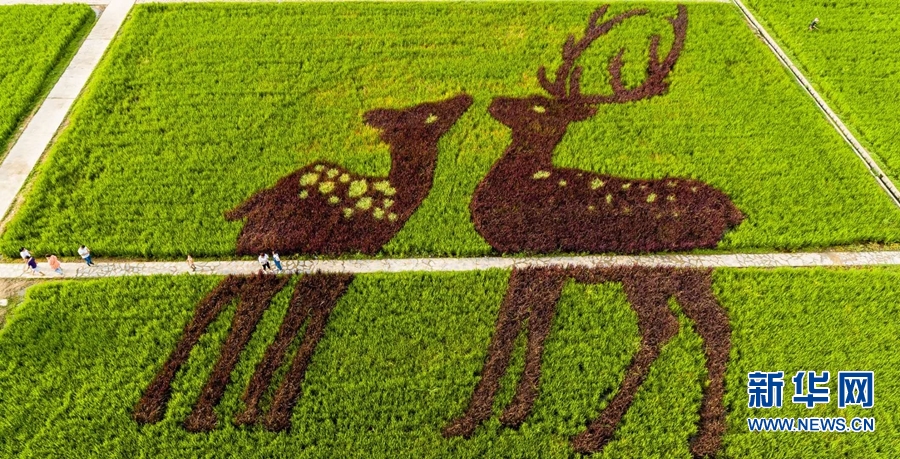 【城市远洋】河南确山：稻花香里看画展