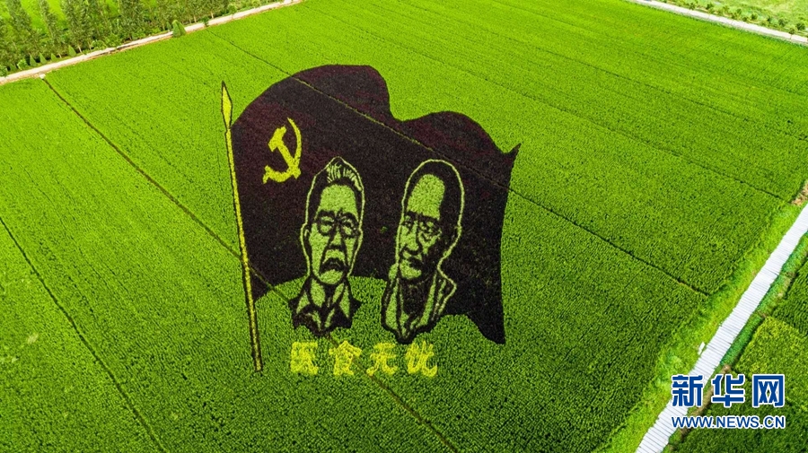 【城市远洋】河南确山：稻花香里看画展