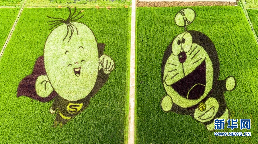 【城市远洋】河南确山：稻花香里看画展