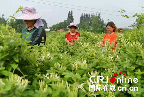 【河南在线-文字列表】【移动端-文字列表】平顶山杨庄镇：金银花成为贫困群众的“幸福之花”