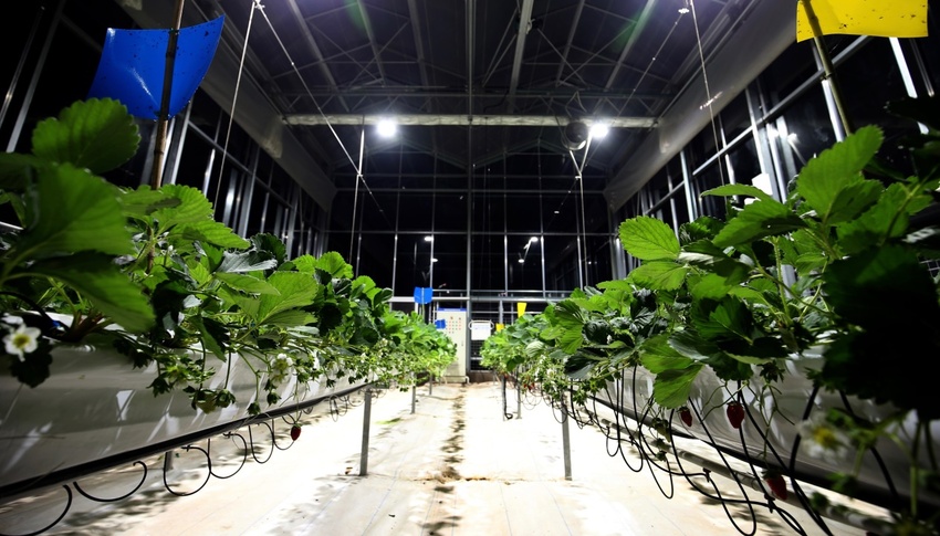 首届草莓AI种植比赛 人工智能队领先顶尖农人队_fororder_333
