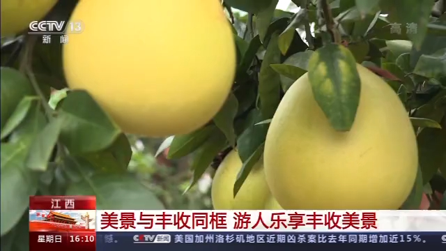 游乡村、穿古镇、赏花海 全国各地游人如织