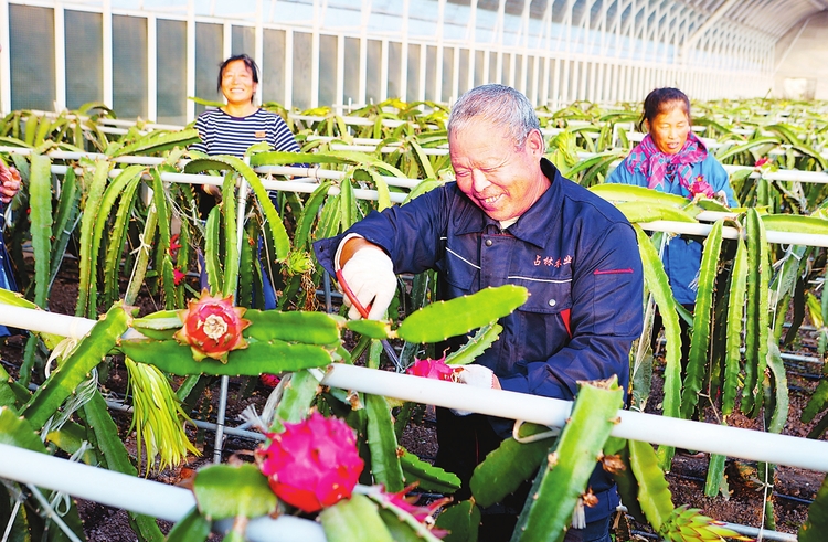 长春市宽城区兰家镇积极推广特色种植产业