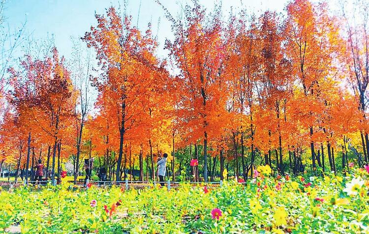 金秋时节 长春市百花园秋意盎然_fororder_9137b444-e19a-4d0a-bdcf-fd0bffb033cc