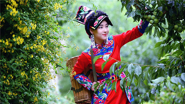 国庆假期旅游双增400% 四大融合加快推进茂县“双创”_fororder_9、采摘李子的“水果萨朗妹”-摄影-李里