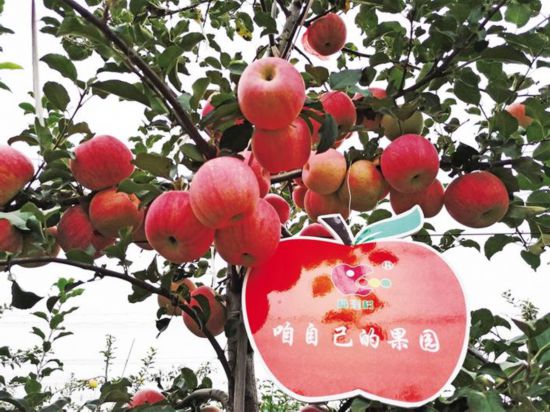 苹果红了，快来采摘吧