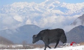 图片默认标题