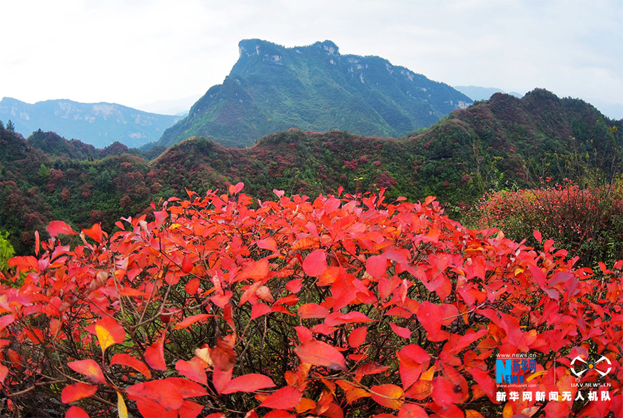 【城市远洋】航拍重庆酉阳：漫山红叶染红层层峰峦