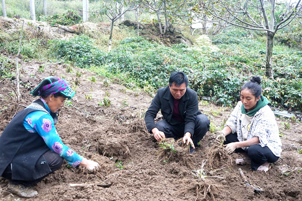 （过审）德阳绵竹：开对“药方”产业兴 托起彝族群众致富梦