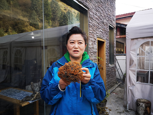 阿坝州马尔康市毛木初村“怪”现象：生猪住单间 安装防盗门_fororder_4、李正华为大家展示野菜“生挂面”-摄影-李平