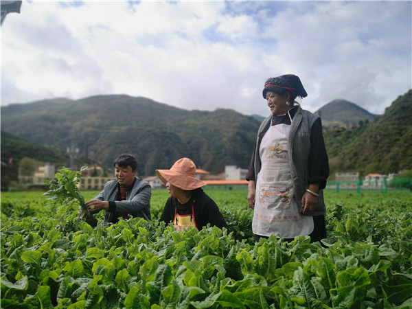 阿坝州马尔康市松岗镇：多产业齐发力 助农增收致富_fororder_2、安开红正在给村民传送莴笋种植技术-摄影-李平